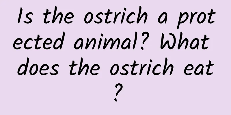 Is the ostrich a protected animal? What does the ostrich eat?
