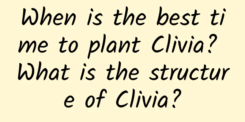 When is the best time to plant Clivia? What is the structure of Clivia?
