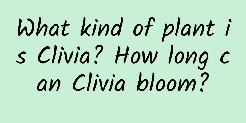 What kind of plant is Clivia? How long can Clivia bloom?
