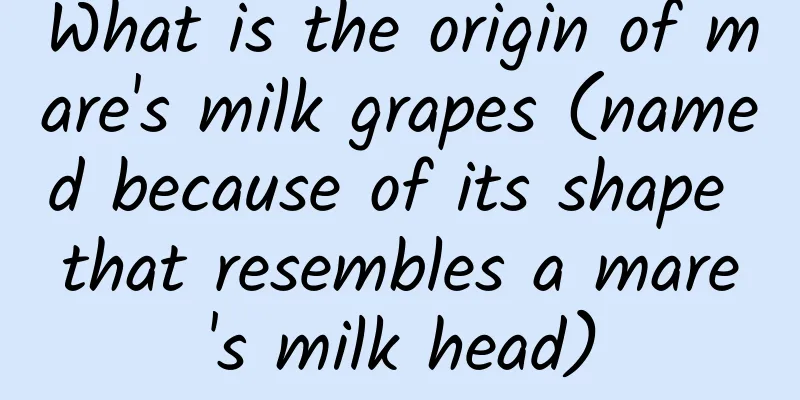 What is the origin of mare's milk grapes (named because of its shape that resembles a mare's milk head)