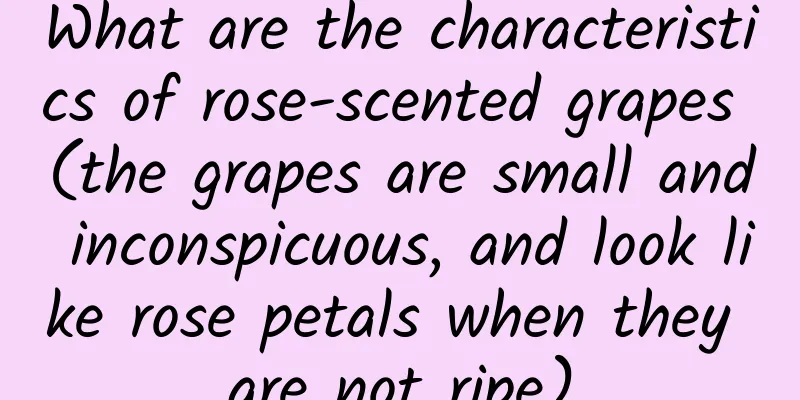 What are the characteristics of rose-scented grapes (the grapes are small and inconspicuous, and look like rose petals when they are not ripe)