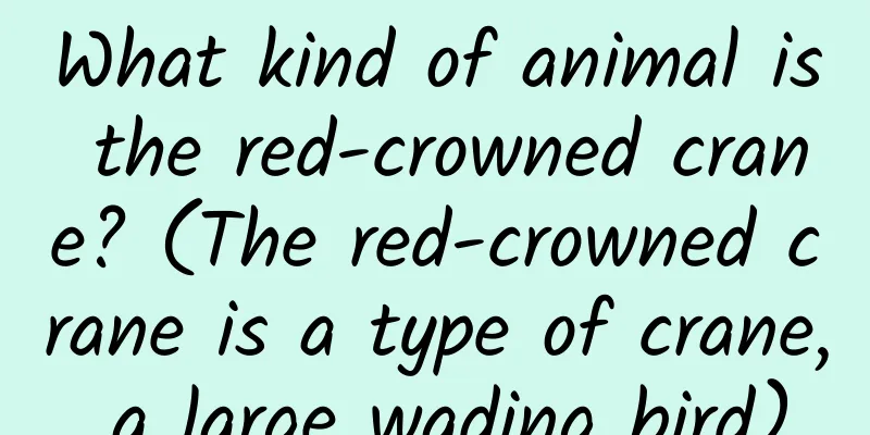 What kind of animal is the red-crowned crane? (The red-crowned crane is a type of crane, a large wading bird)