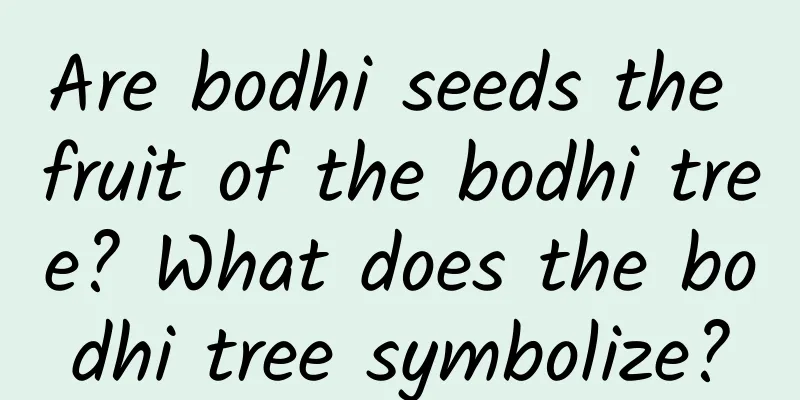 Are bodhi seeds the fruit of the bodhi tree? What does the bodhi tree symbolize?