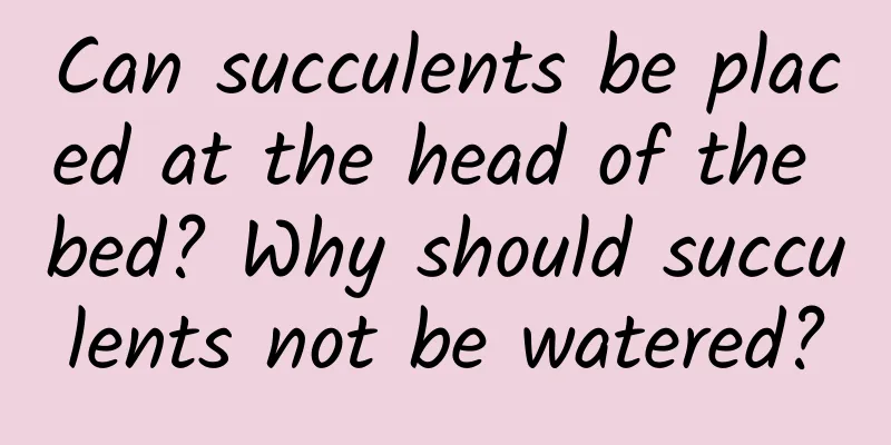 Can succulents be placed at the head of the bed? Why should succulents not be watered?