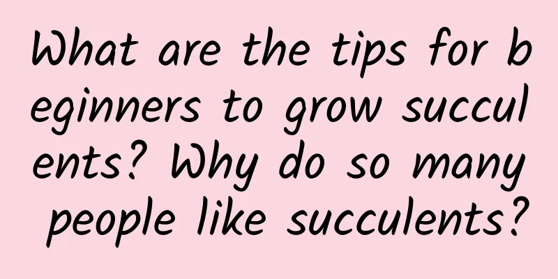 What are the tips for beginners to grow succulents? Why do so many people like succulents?