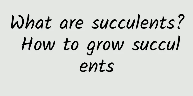 What are succulents? How to grow succulents