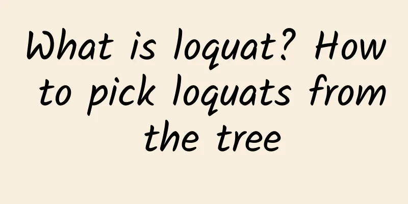 What is loquat? How to pick loquats from the tree