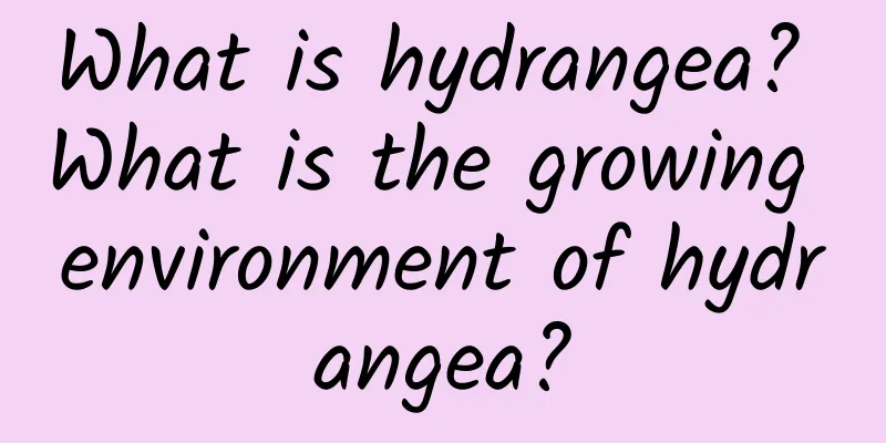 What is hydrangea? What is the growing environment of hydrangea?