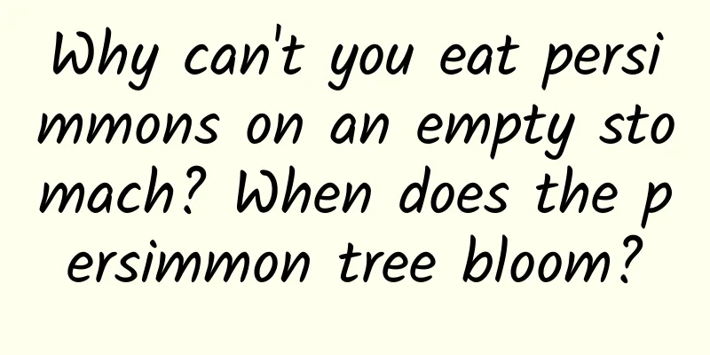 Why can't you eat persimmons on an empty stomach? When does the persimmon tree bloom?