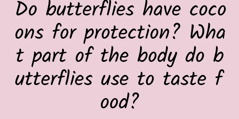 Do butterflies have cocoons for protection? What part of the body do butterflies use to taste food?