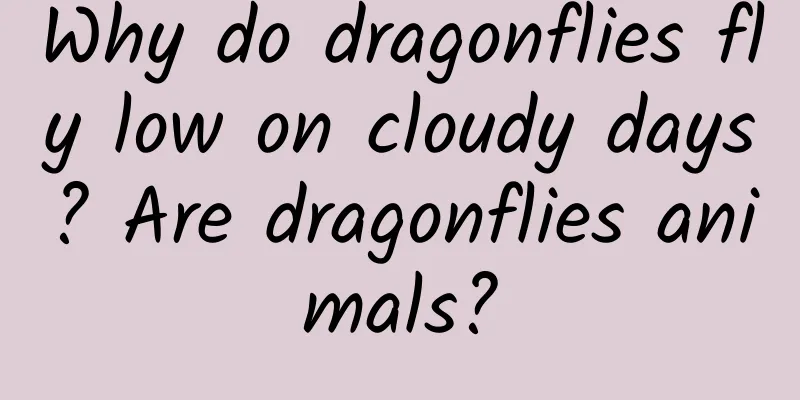 Why do dragonflies fly low on cloudy days? Are dragonflies animals?