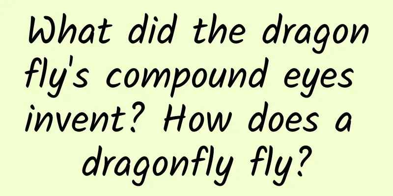 What did the dragonfly's compound eyes invent? How does a dragonfly fly?