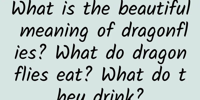 What is the beautiful meaning of dragonflies? What do dragonflies eat? What do they drink?