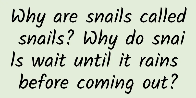 Why are snails called snails? Why do snails wait until it rains before coming out?