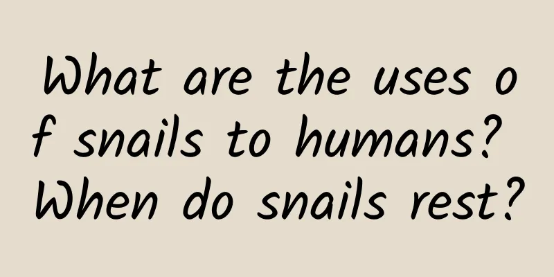 What are the uses of snails to humans? When do snails rest?