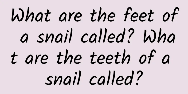What are the feet of a snail called? What are the teeth of a snail called?