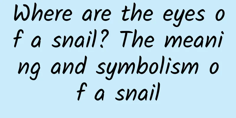 Where are the eyes of a snail? The meaning and symbolism of a snail