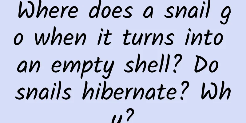 Where does a snail go when it turns into an empty shell? Do snails hibernate? Why?