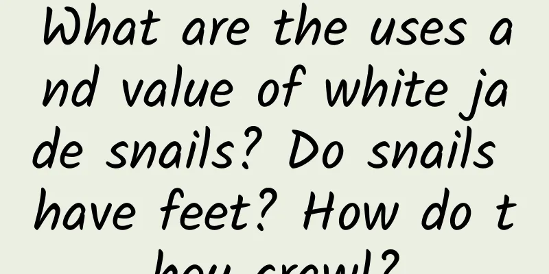 What are the uses and value of white jade snails? Do snails have feet? How do they crawl?