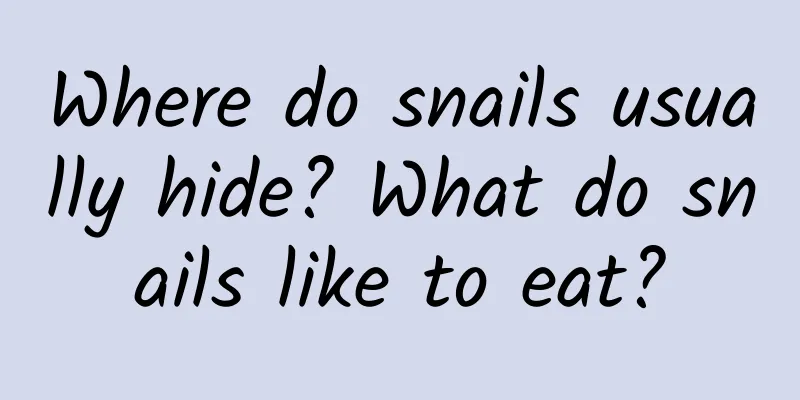 Where do snails usually hide? What do snails like to eat?