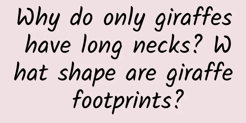 Why do only giraffes have long necks? What shape are giraffe footprints?