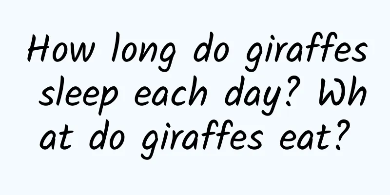 How long do giraffes sleep each day? What do giraffes eat?
