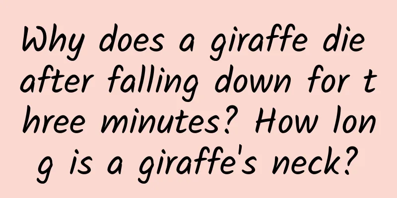 Why does a giraffe die after falling down for three minutes? How long is a giraffe's neck?