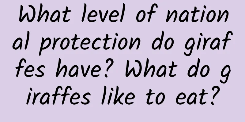 What level of national protection do giraffes have? What do giraffes like to eat?