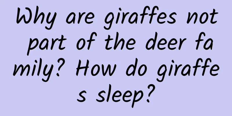Why are giraffes not part of the deer family? How do giraffes sleep?