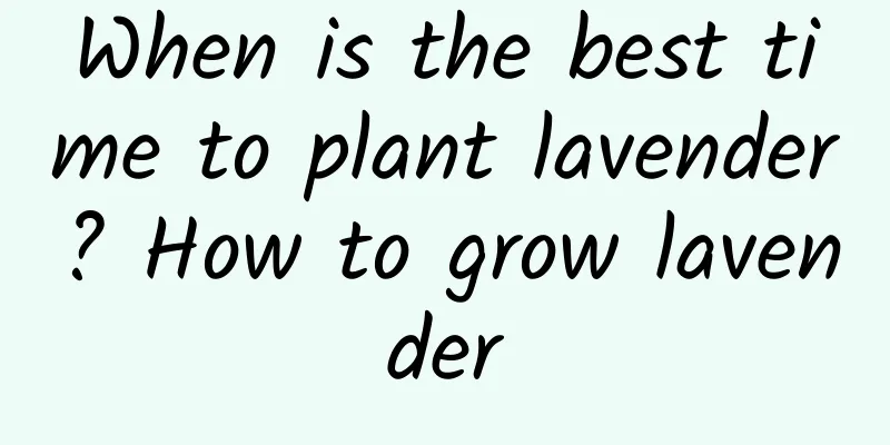 When is the best time to plant lavender? How to grow lavender
