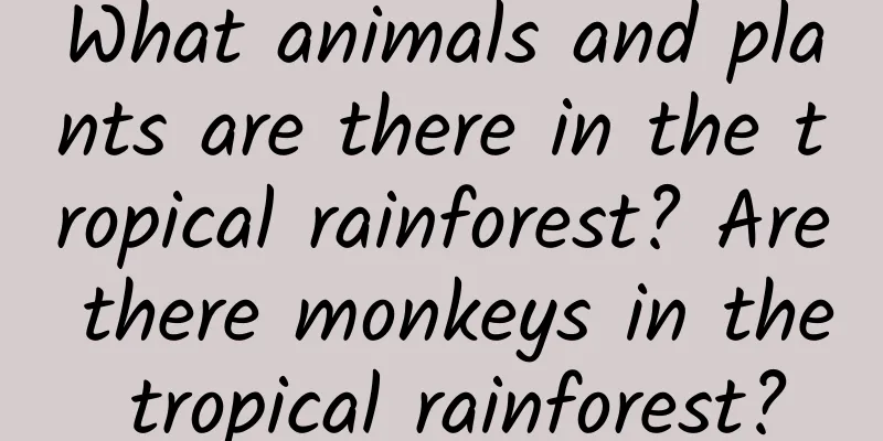 What animals and plants are there in the tropical rainforest? Are there monkeys in the tropical rainforest?