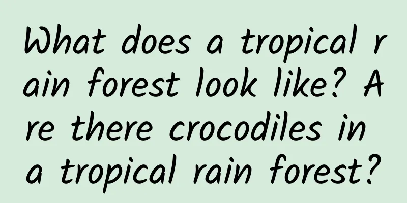 What does a tropical rain forest look like? Are there crocodiles in a tropical rain forest?