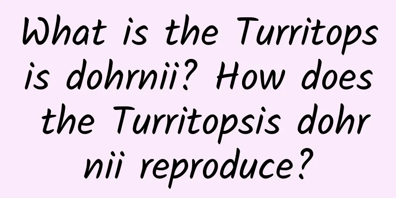 What is the Turritopsis dohrnii? How does the Turritopsis dohrnii reproduce?
