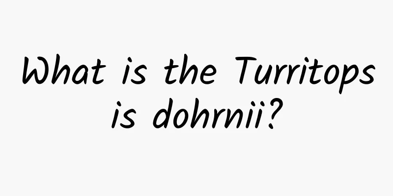 What is the Turritopsis dohrnii?