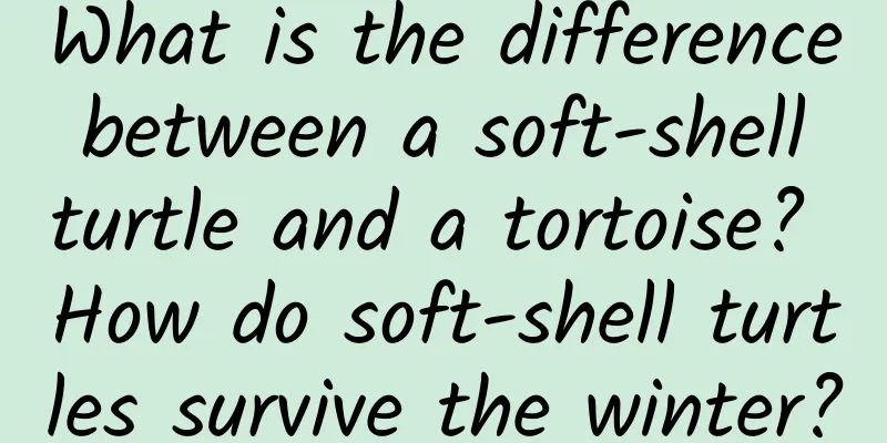 What is the difference between a soft-shell turtle and a tortoise? How do soft-shell turtles survive the winter?