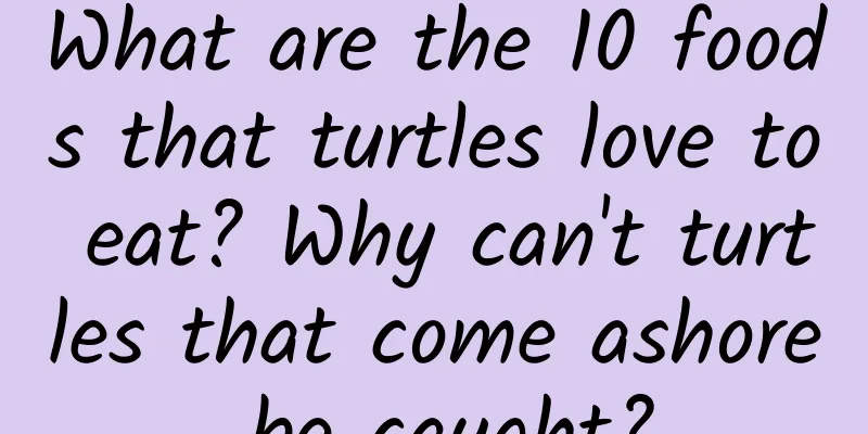 What are the 10 foods that turtles love to eat? Why can't turtles that come ashore be caught?