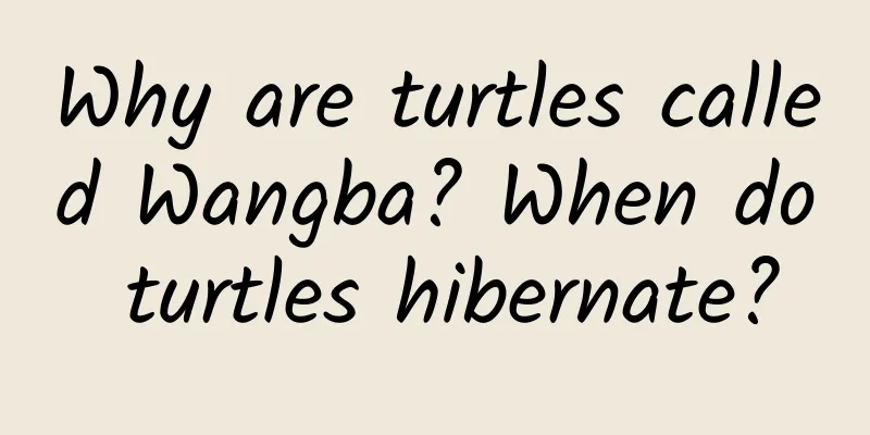 Why are turtles called Wangba? When do turtles hibernate?