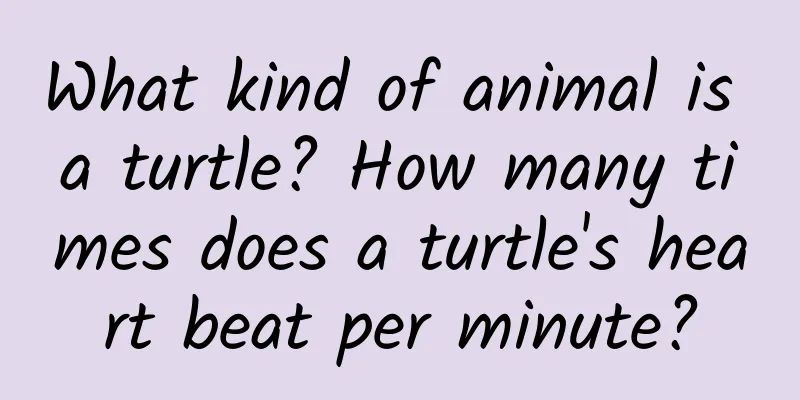 What kind of animal is a turtle? How many times does a turtle's heart beat per minute?