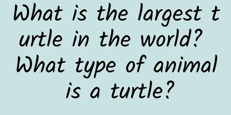 What is the largest turtle in the world? What type of animal is a turtle?