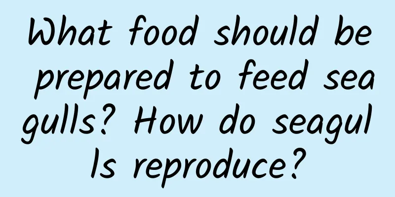 What food should be prepared to feed seagulls? How do seagulls reproduce?