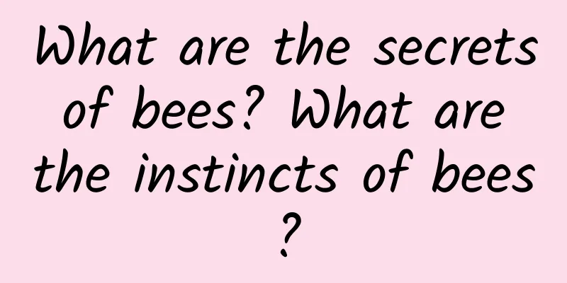 What are the secrets of bees? What are the instincts of bees?