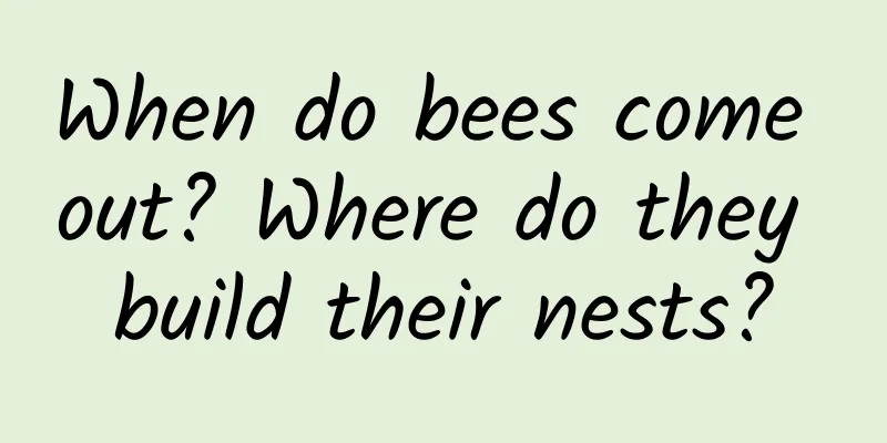 When do bees come out? Where do they build their nests?
