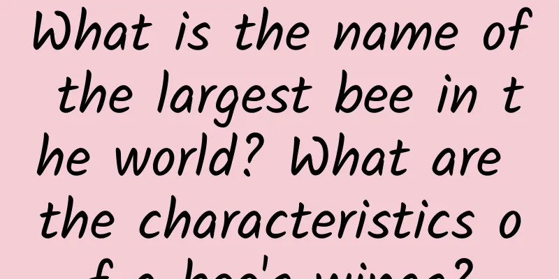 What is the name of the largest bee in the world? What are the characteristics of a bee's wings?