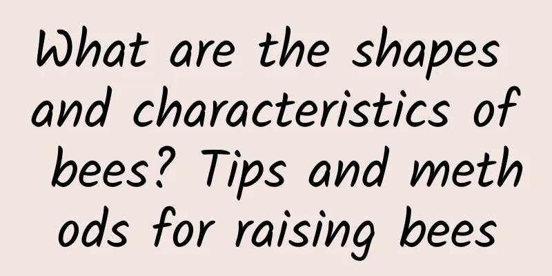 What are the shapes and characteristics of bees? Tips and methods for raising bees