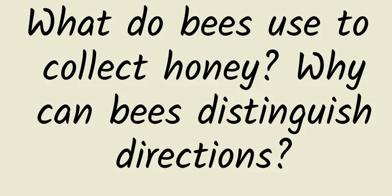 What do bees use to collect honey? Why can bees distinguish directions?
