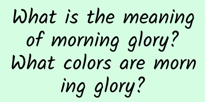 What is the meaning of morning glory? What colors are morning glory?