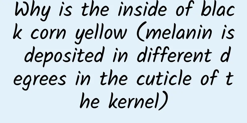Why is the inside of black corn yellow (melanin is deposited in different degrees in the cuticle of the kernel)