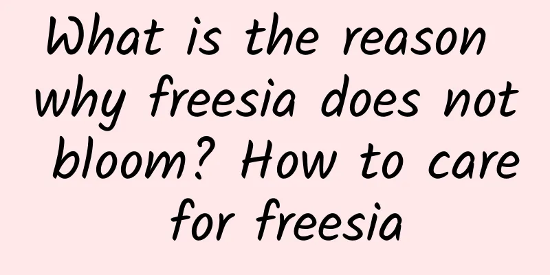 What is the reason why freesia does not bloom? How to care for freesia