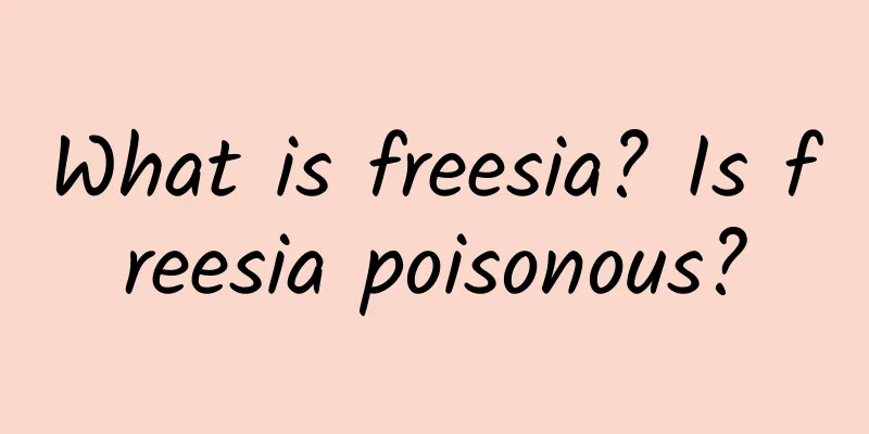What is freesia? Is freesia poisonous?