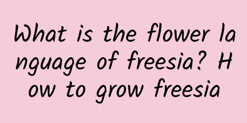 What is the flower language of freesia? How to grow freesia